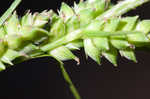 Wire sedge